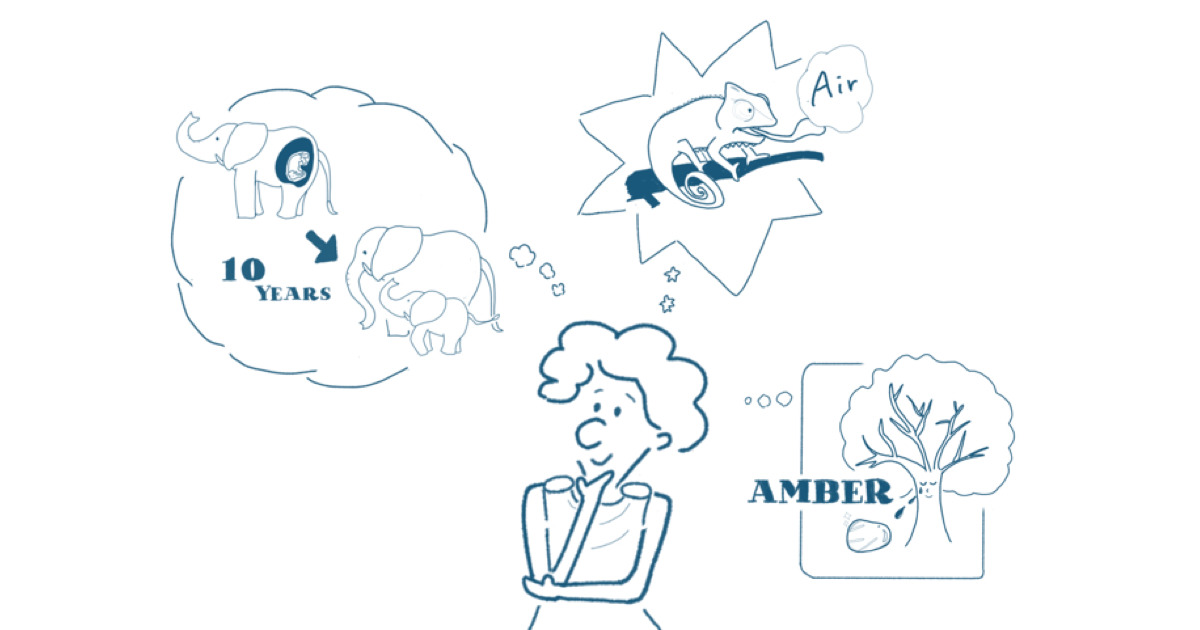 観察と想像でたのしむ、「空想博物学」のススメ/いわーなまい