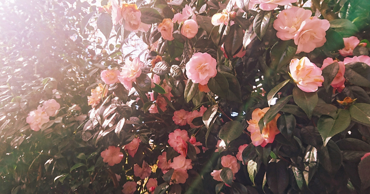 自分を甘やかす時間「pamper routine」／Ruru Ruriko