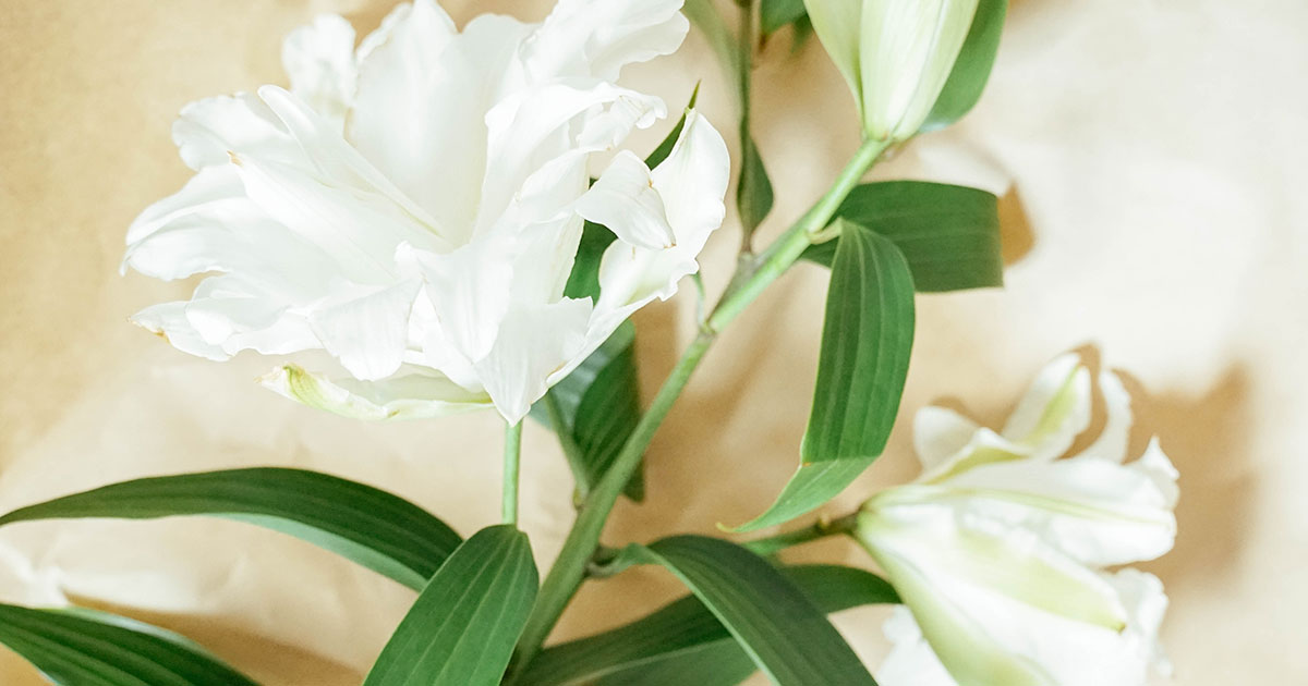 自分らしい体型ってなに？／九冨里絵