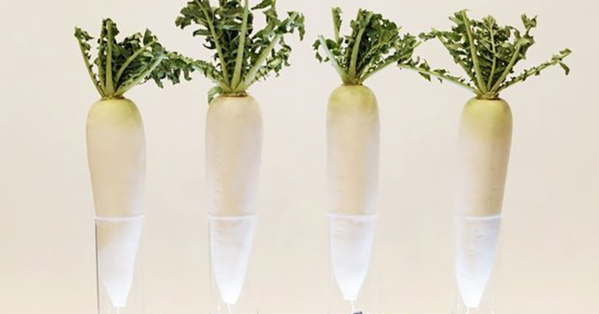 旅芸人の性根、漂流の安心感/市原えつこ